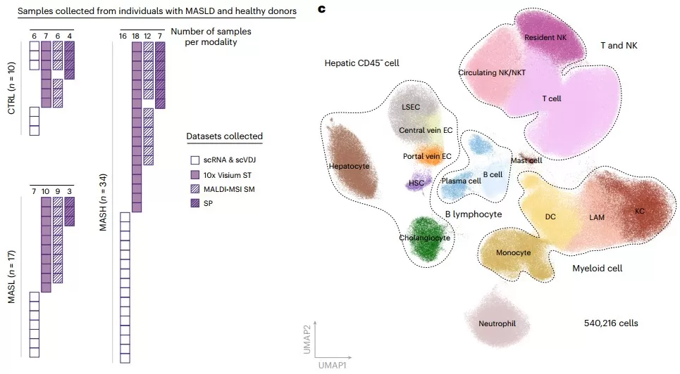 Uniform manifold approximation and projection (UMAP) plot of cells
